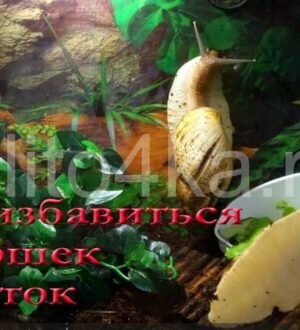 Как избавиться от мошек у улиток