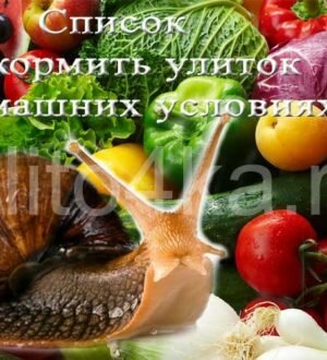 Список, чем кормить улиток в домашних условиях