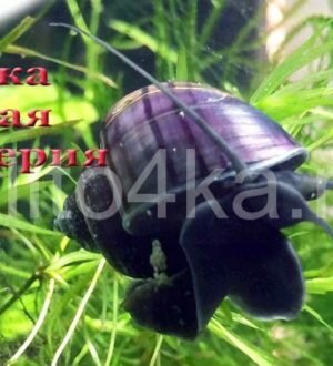 Улитка Черная мистерия
