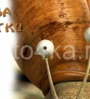 Глаза улитки