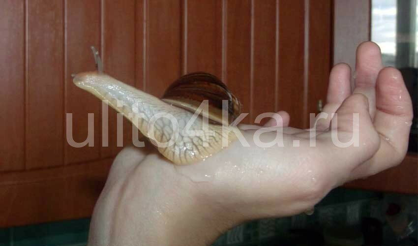 муцин улитки