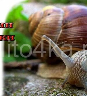 Муцин улитки