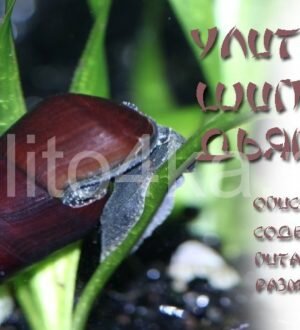 Улитка шип дьявола