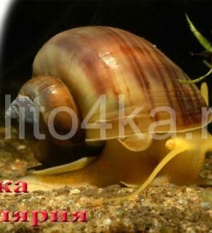 Улитки ампулярии