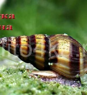 Улитка хелена