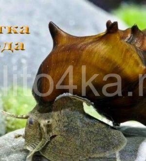 Улитка пагода