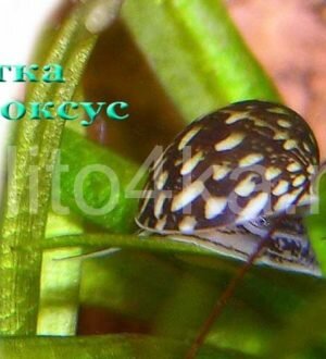 Улитка теодоксус