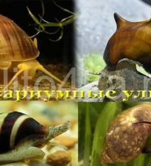 Аквариумные улитки