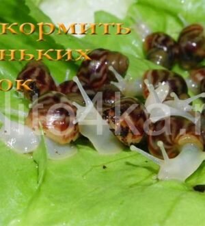 Чем кормить маленьких улиток