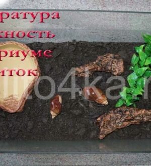 Температура и влажность в аквариуме для улиток