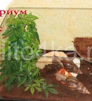 Террариум для улиток