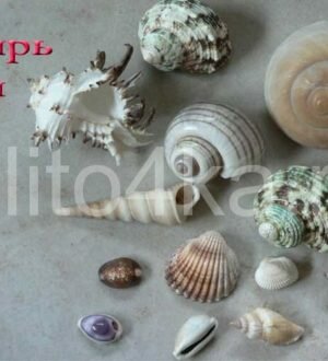 Раковина (панцирь) улитки