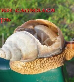 У улитки сломался панцирь