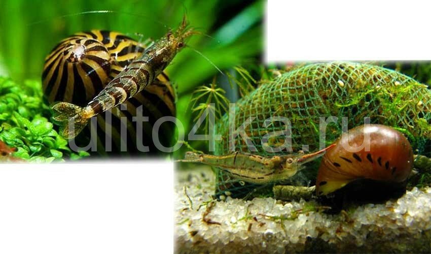 улитка неретина