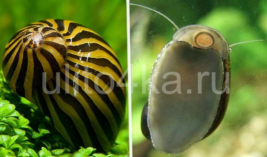 улитка неретина