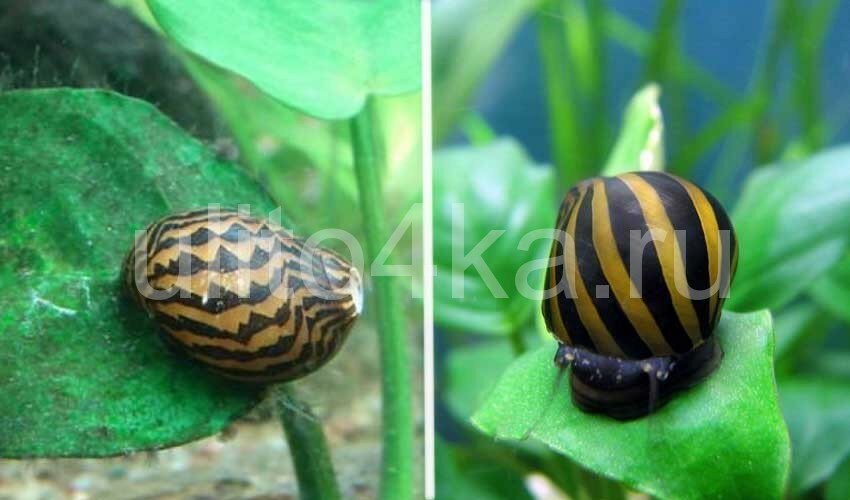 улитка неретина