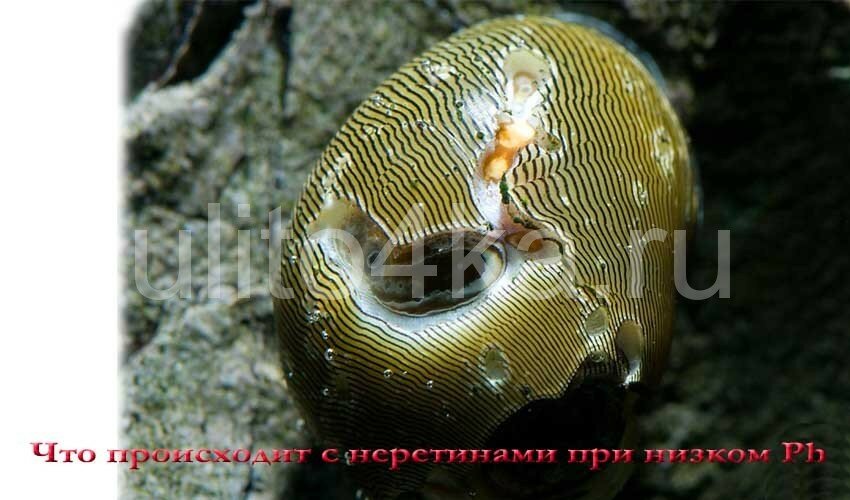 улитка неретина