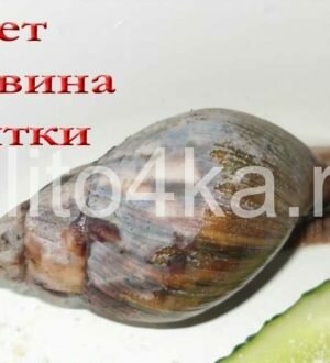 Белеет панцирь у улиток