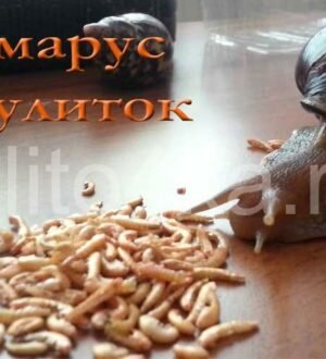Гаммарус для улиток