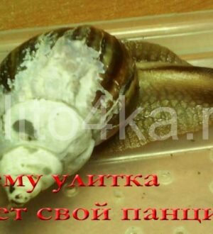 Почему улитка грызет свой панцирь
