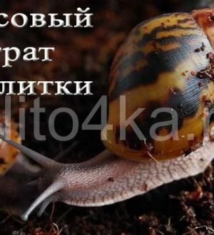 Кокосовый субстрат для улитки