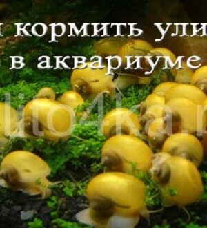 Чем кормить аквариумных улиток