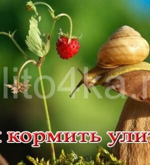 Чем и сколько кормить домашних улиток