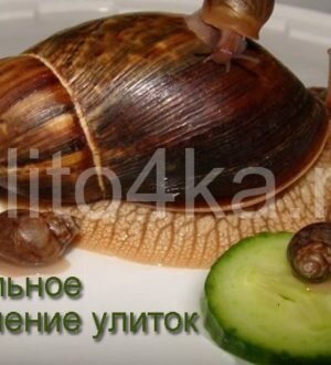 Кормление улиток