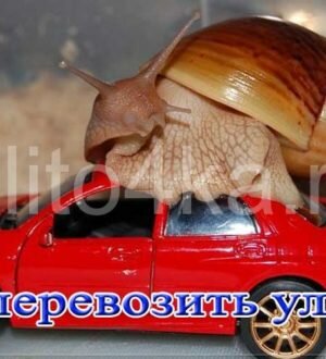 Как перевозить улиток