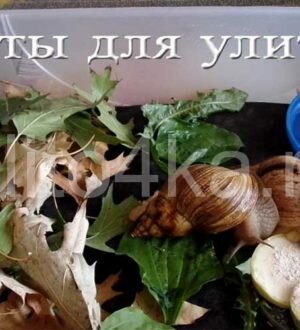 Маты для улиток