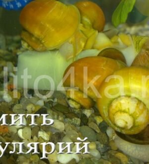 Чем кормить улиток ампулярий
