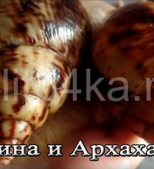 Ахатина и Архахатина: отличия, нюансы содержания и особенности