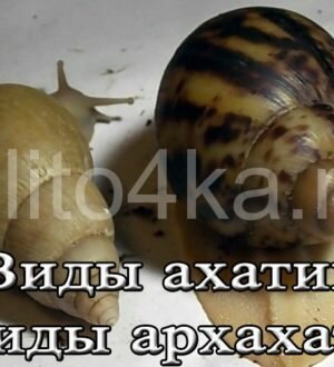 Виды улиток ахатин и архахатин, названия и фото