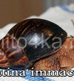 Ахатина Иммакулята (Achatina immaculata)