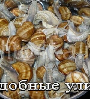 Съедобные улитки