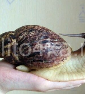 Выбираем имена для улиток ахатин (мальчика и девочки)