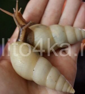 Улитка лимиколярия