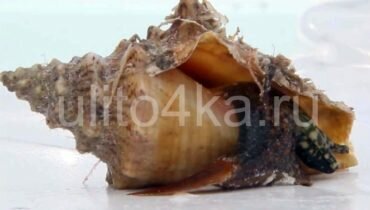 Улитка Стромбус