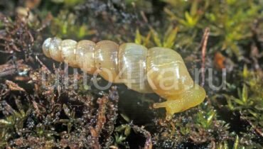 Улитка суббулина