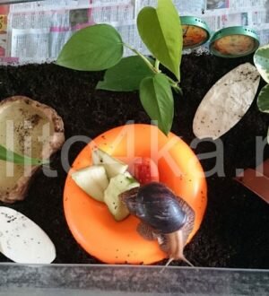 Обустройство террариума для улиток ахатин