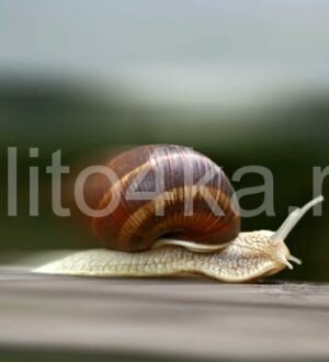 Какая скорость улитки в метрах и других величинах