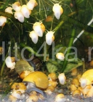 Как избавиться от мелких улиток катушек в аквариуме