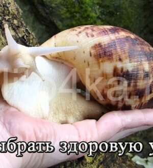 Как выбрать и где купить здоровую улитку ахатину