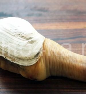 Моллюск Гуидак