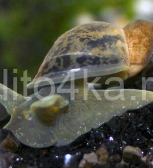 Речные моллюски: улитки и двустворчатые в аквариуме