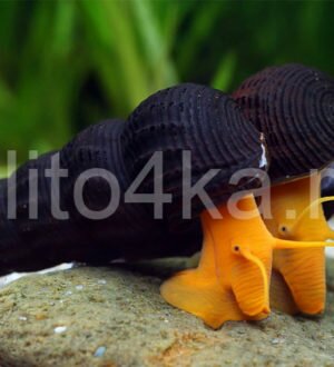 Улитка Тиломелания (Rabbit Snail)