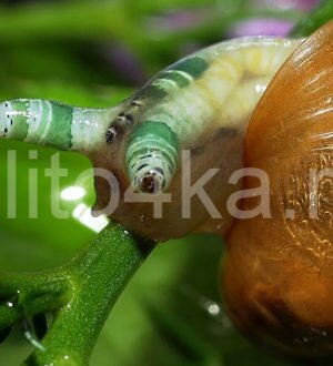 Лейкохлоридий парадоксальный