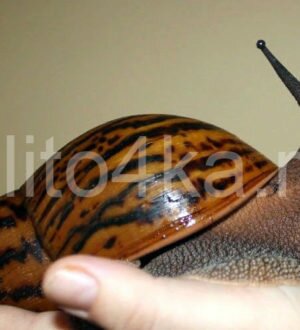 Самая большая улитка