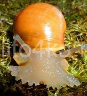 Улитки мегасы — редкие представители домашних питомцев