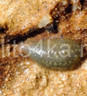 Улитковая пиявка (описание, размножение, способы борьбы)